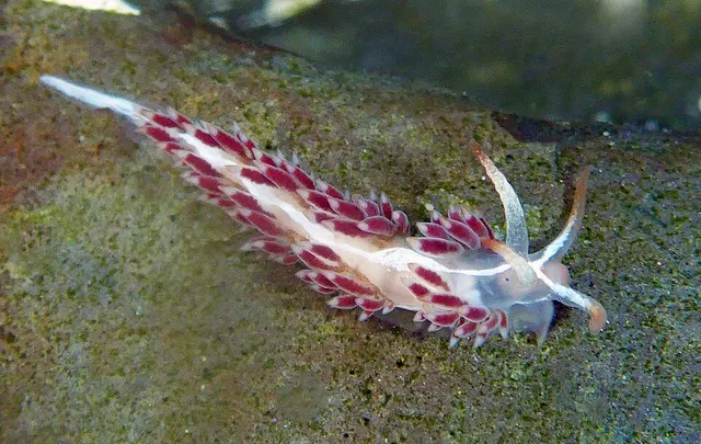 Orienthella