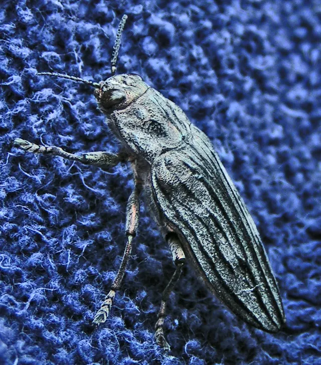 Chalcophora fortis