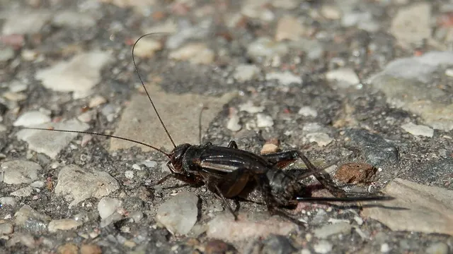 Allonemobius allardi