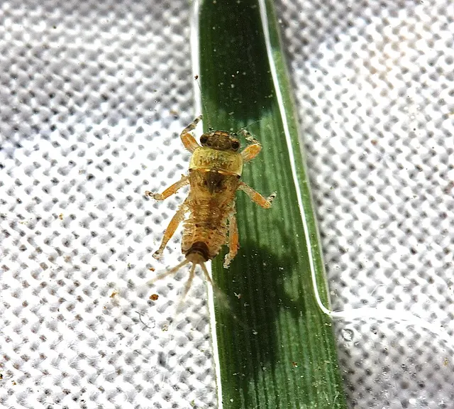 Ephemerella