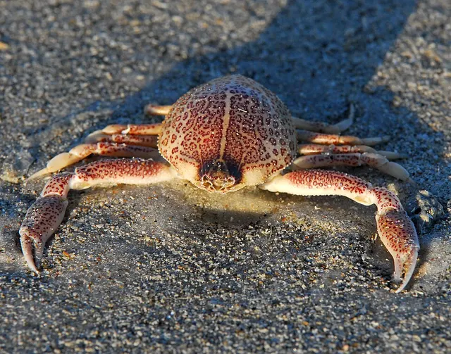 Persephona
