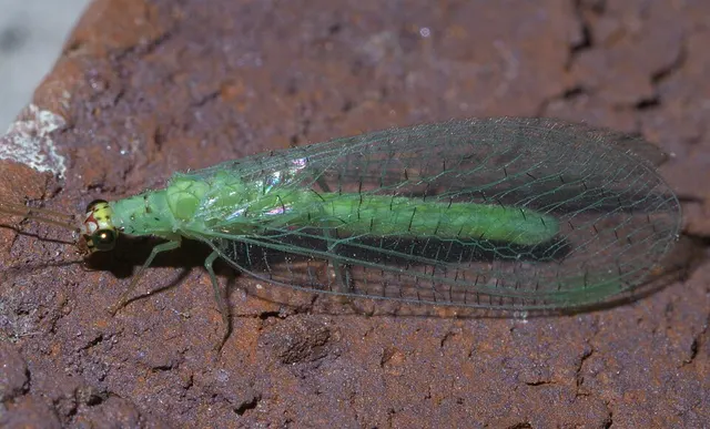 Chrysopini