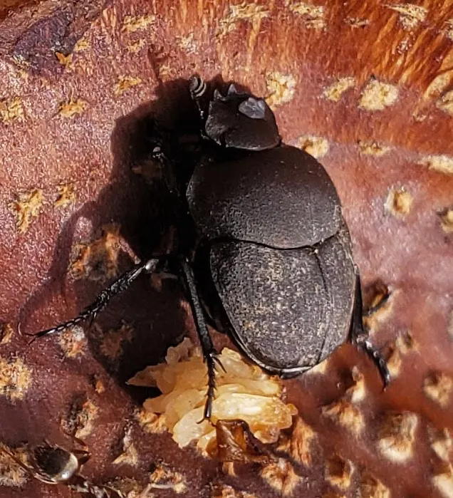 Melanocanthon nigricornis