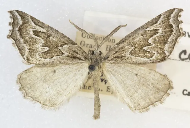 Plataea californiaria