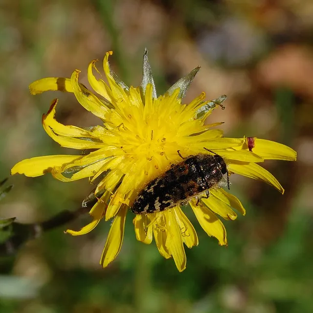Acmaeodera hepburnii