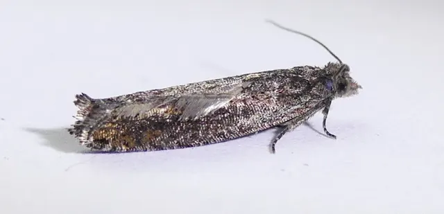 Pseudexentera mali