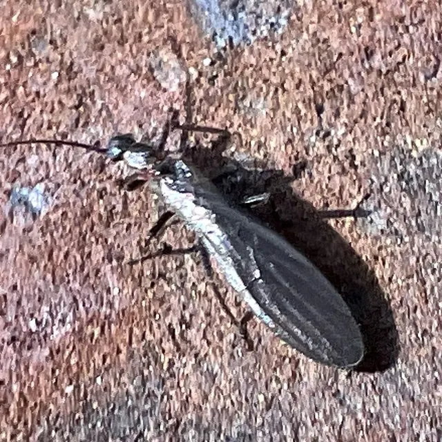 Eucapnopsis brevicauda