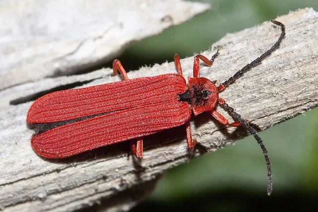 Dictyoptera simplicipes