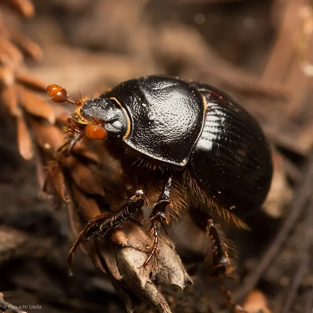 Odonteus obesus