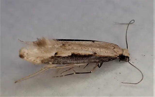 Crypsitricha generosa