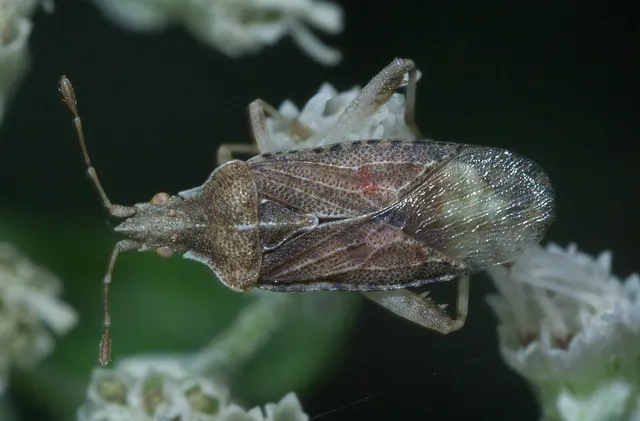 Harmostes fraterculus