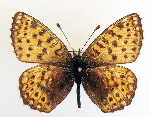 Issoria eugenia