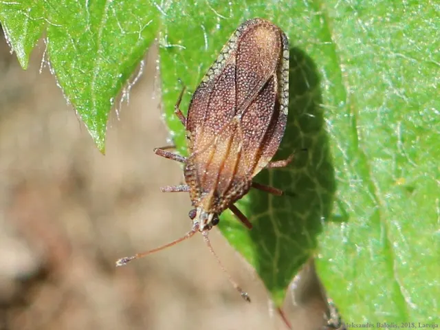 Physatocheila