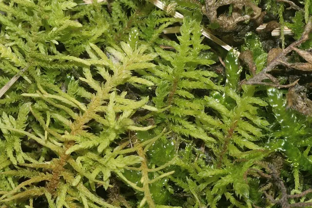 Abietinella abietina