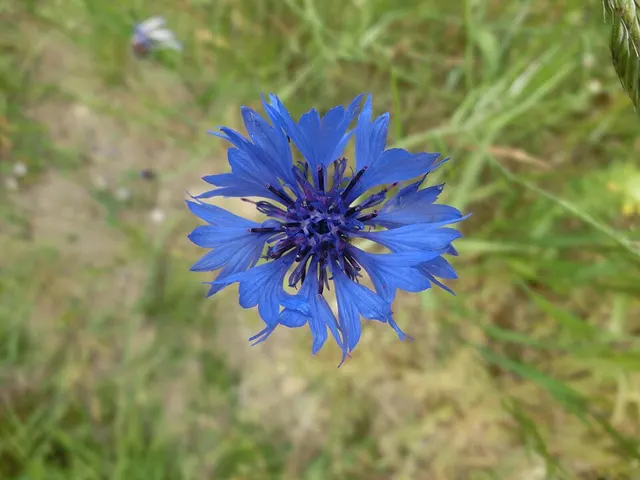 Centaurea cyanus
