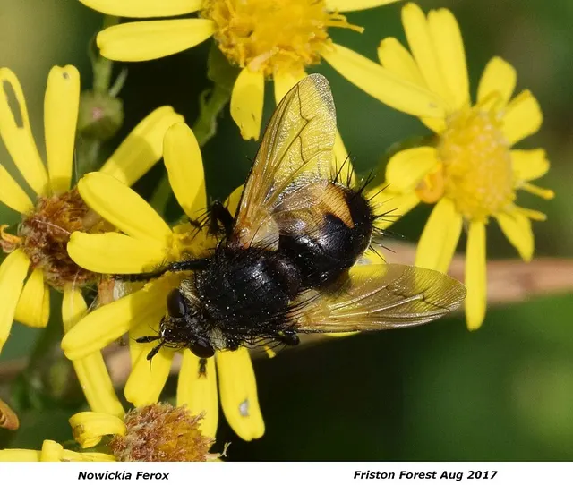 Tachina ferox