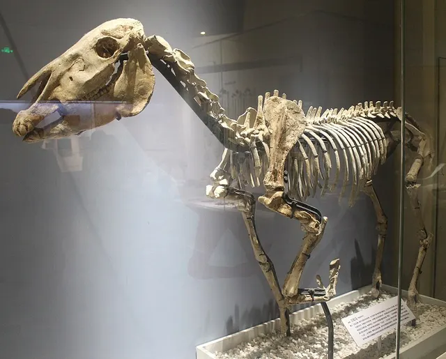 Hipparion