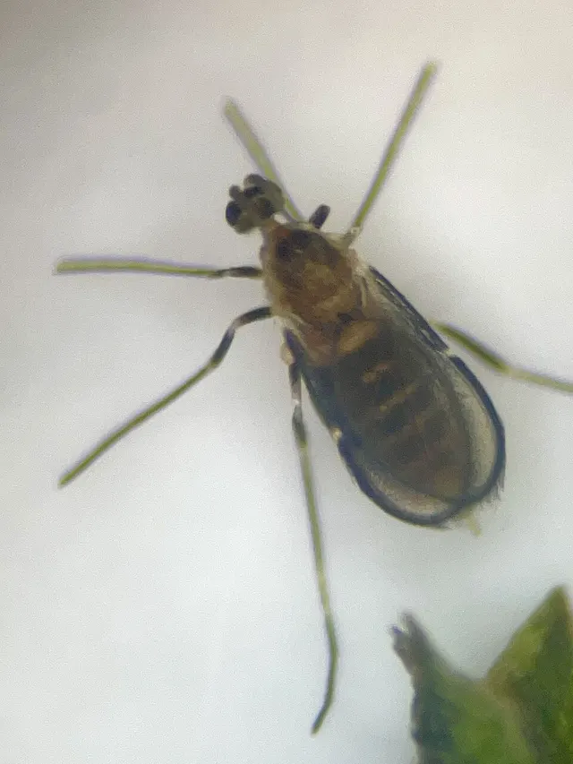 Neolasioptera