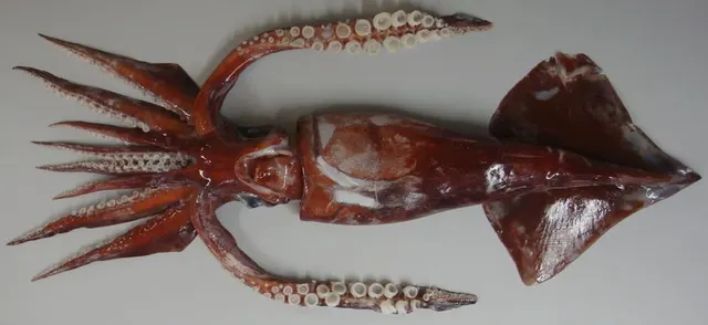 Antarctic flying squid