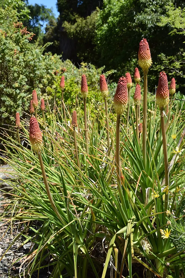 Kniphofia northiae