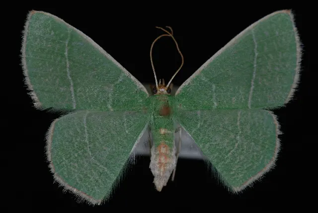 Nemoria festaria