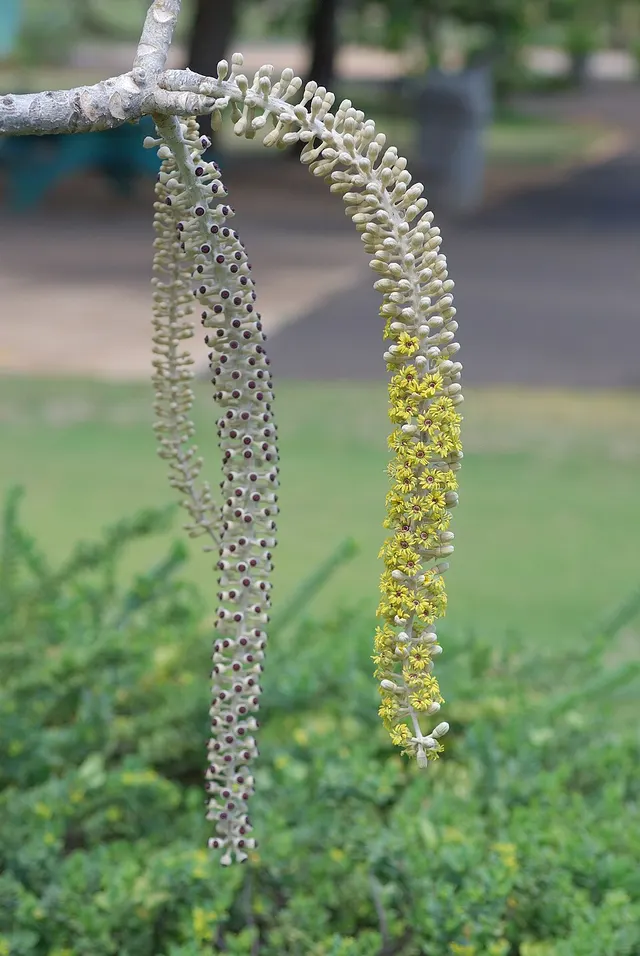 Polyscias racemosa