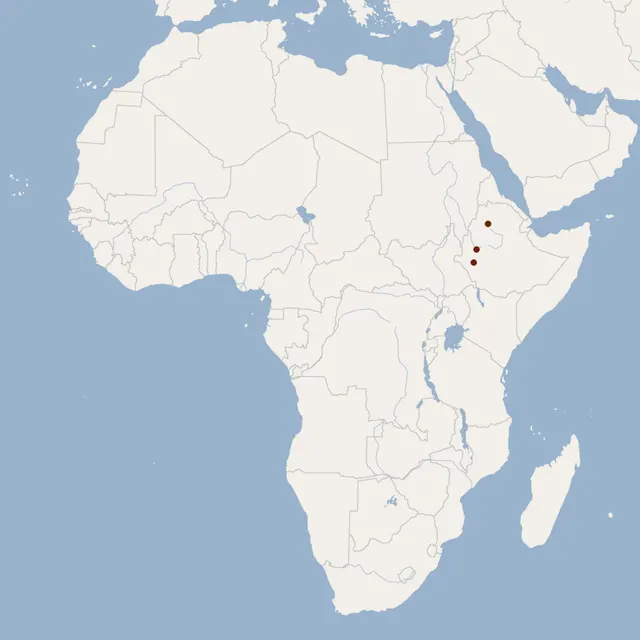 Ejeta's yellow bat
