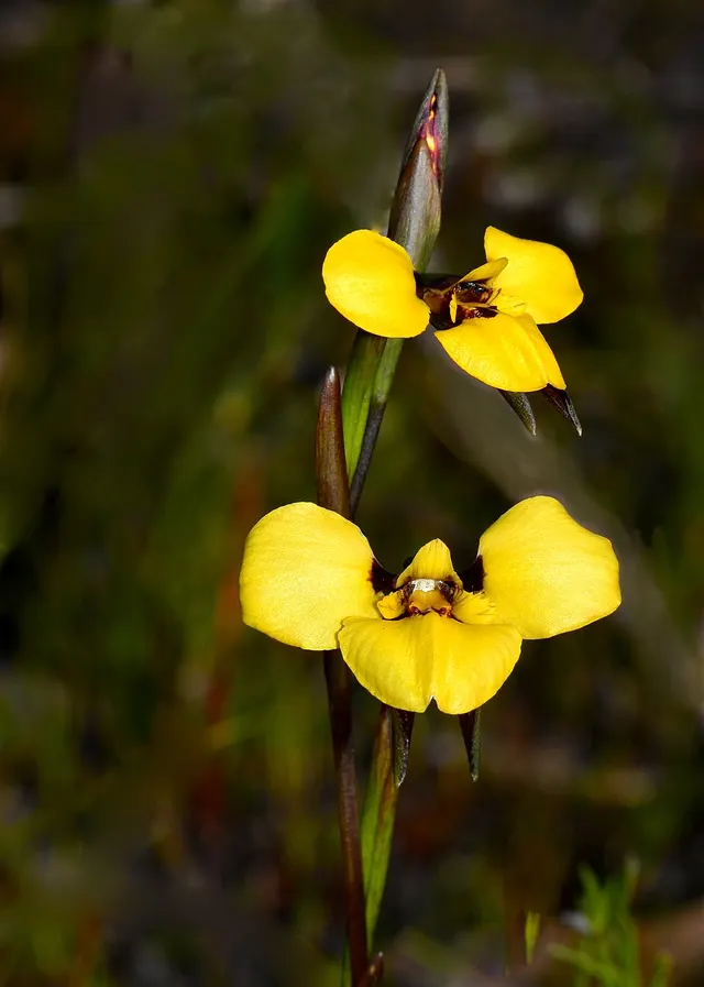 Diuris purdiei