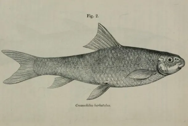 Tariqilabeo diplochilus