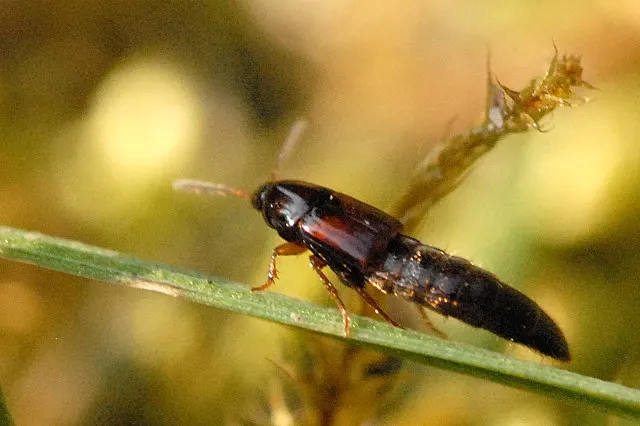 Mycetoporus