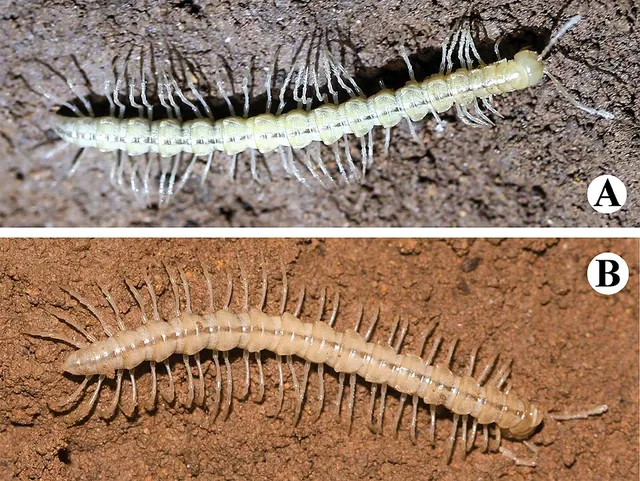 Tonkinosoma tiani