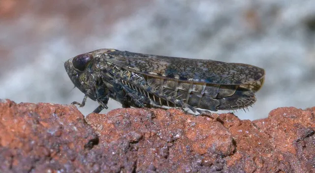 Paraphlepsius