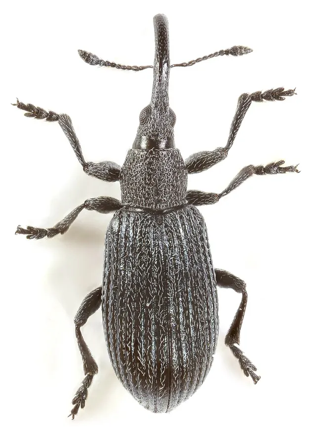 Stenopterapion