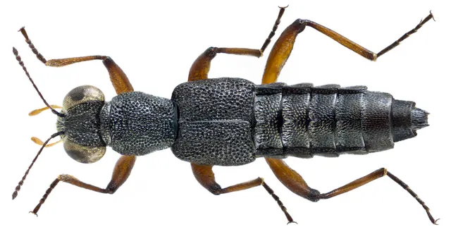 Stenus clavicornis