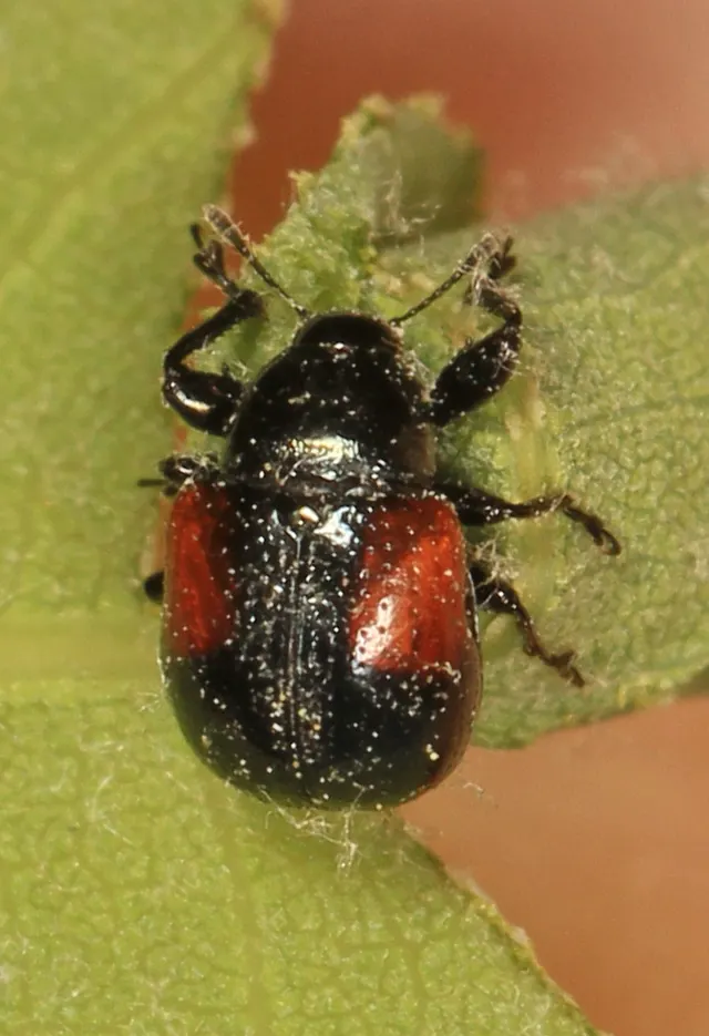 Synolabus bipustulatus