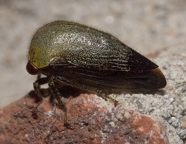 Telamonini