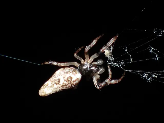 Cyclosa caroli