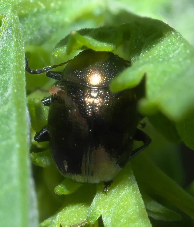 Eumolpini