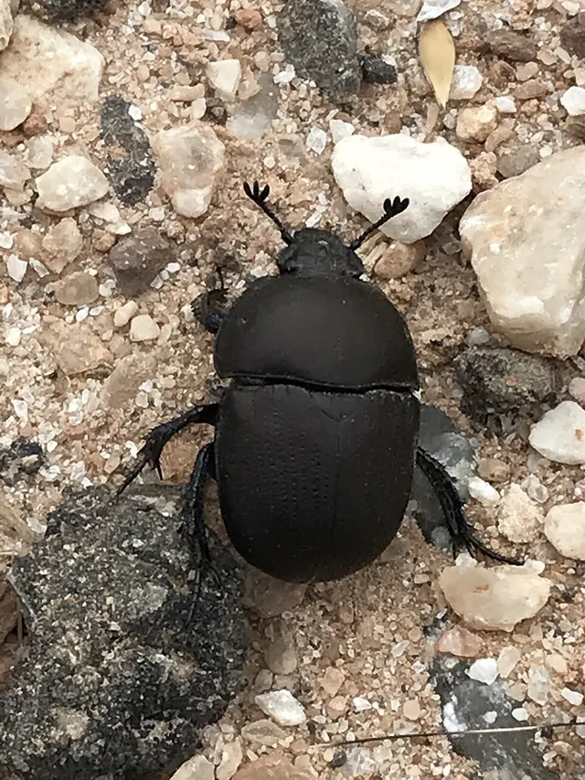Geotrupes opacus