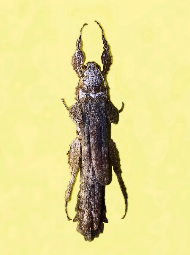 Prisopodidae