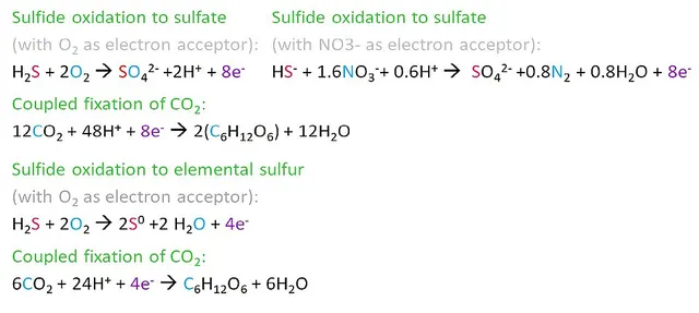 Microbial oxidation of sulfur