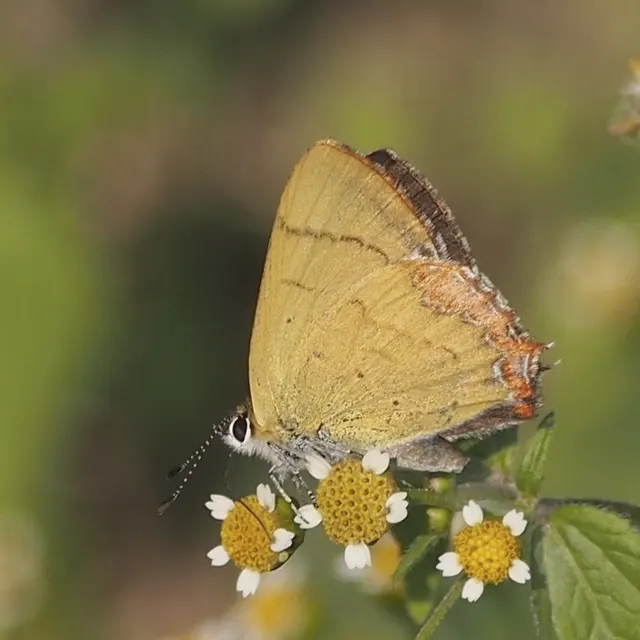 Heliophorus androcles