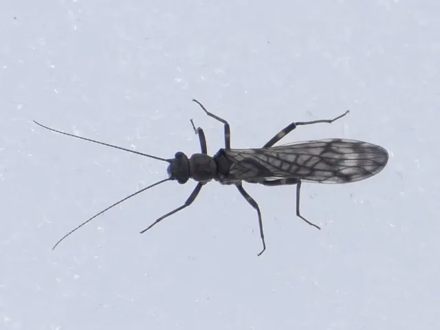 Zapada cinctipes