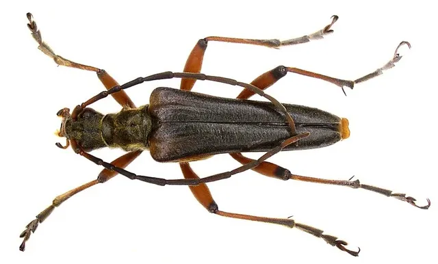 Stenocerus