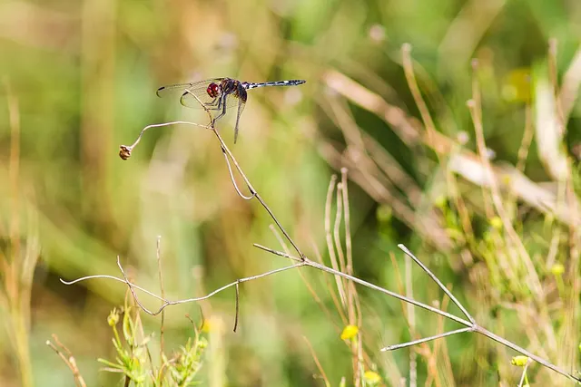 Dythemis fugax