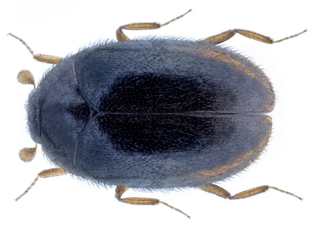 Orphinus fulvipes