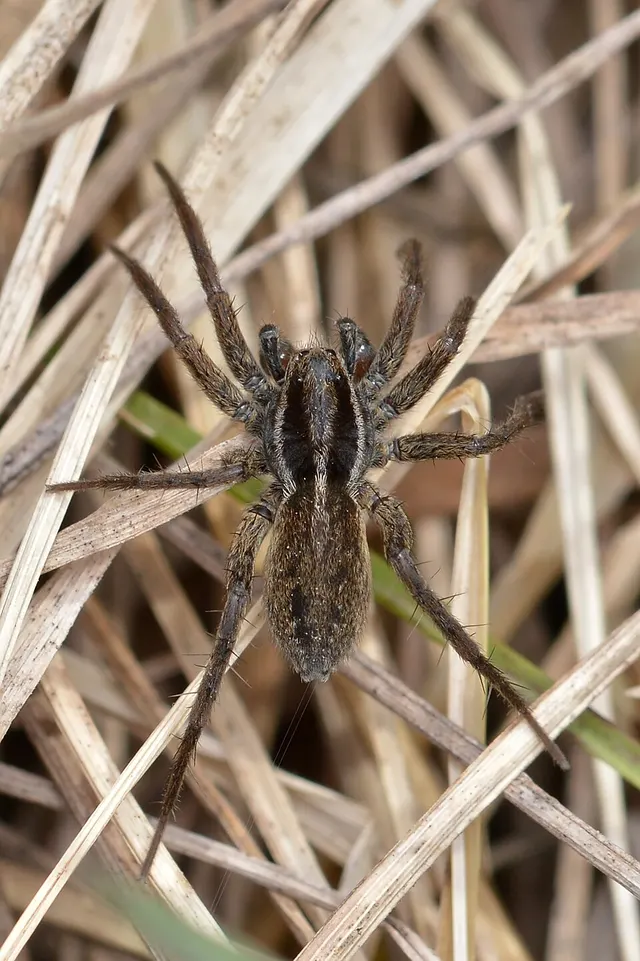 Pardosa modica