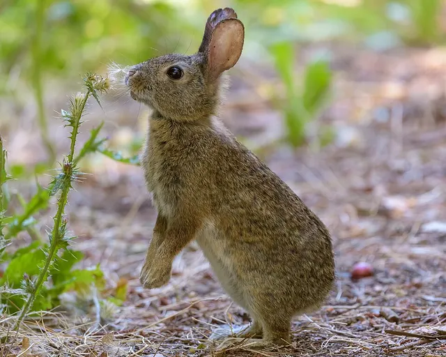 Sylvilagus