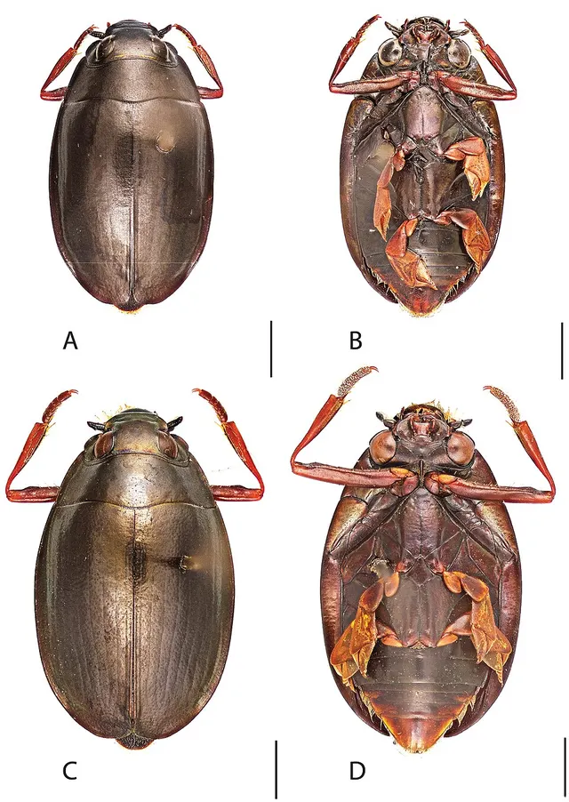Dineutus carolinus