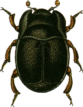 Plegaderus